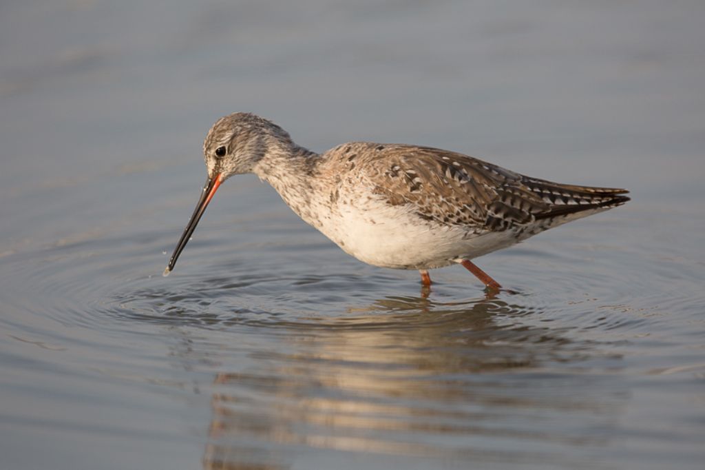 Pantana (Tringa nebularia) e Totano moro (Tringa erythropus)